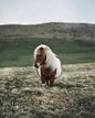 Alex Mazurov 在 Instagram 上发布：“While traveling with @promoteshetland I may have already seen hundreds of Shetland ponies but this one is probably the smallest (I want to…”