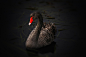 Black Swan, Lake Pupuke, Cygnus Atratus