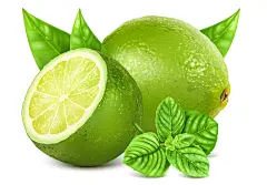 新鲜绿色柠檬薄荷叶矢量插图设计素材Fresh limes-设计元素-美工云(meigongyun.com)