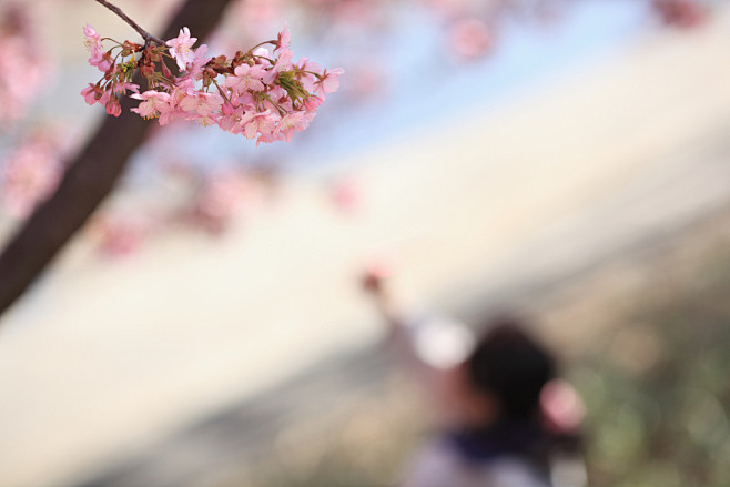 花を撮る少女 | Flickr – 相片...