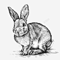 卡通兔子 设计图片 免费下载 页面网页 平面电商 创意素材