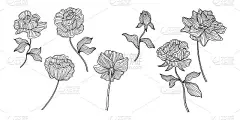 蔷薇花和叶孤立在白色上。手绘线矢量插图。每股收益10