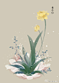 #365天生日花# 1月2日 黄水仙 (Narcisus Jonquilla) 
花语 : 神秘  花箴言 : 美丽的水仙总是多情善变的。