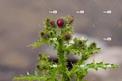 野花 粉色的 颜色 花朵 花壁纸 植物 花卉背景 美丽的花朵