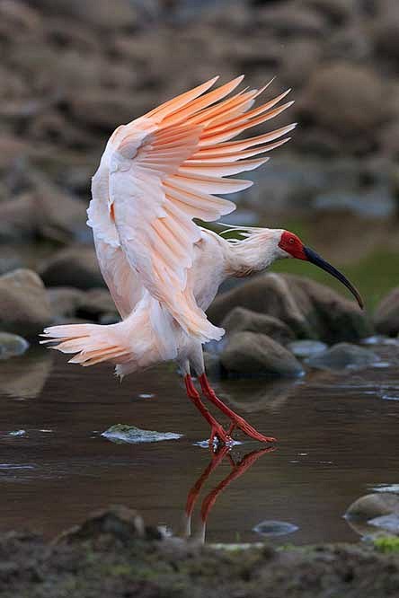 17鹈形目·鹮科·朱鹮属:朱鹮动物黄小河该采集也在以下画板加载付噜