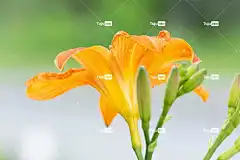 百合 橙色的 花壁纸 橙花 花 开花 花园 夏天 美丽的花朵