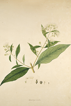 鹰与书采集到植物插画