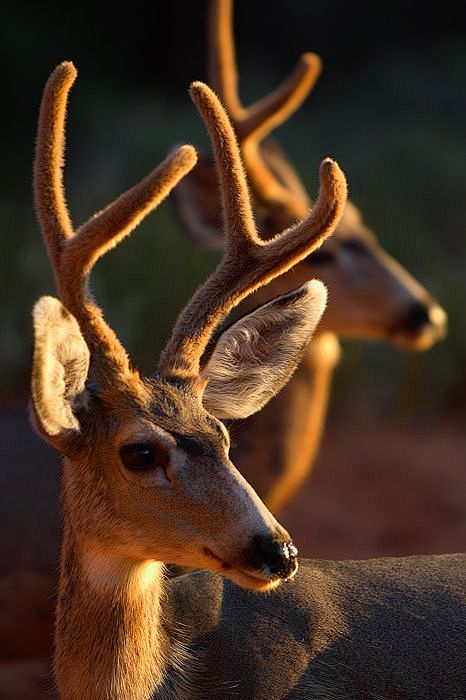 Deer: 