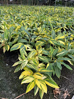 天白雁字青采集到景观植物