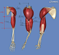 影视动画教程：手臂结构的骨骼及肌肉全面解析 | 经验频道 | 火星网 - 中国数字艺术第一门户