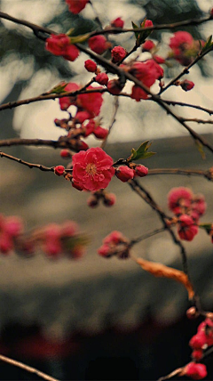 铁勺猫采集到花事