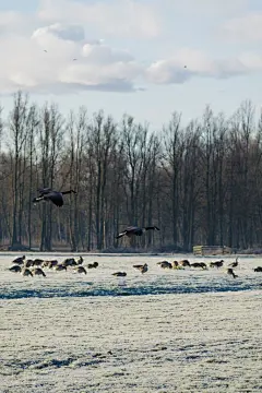 老鹰高清摄影素材