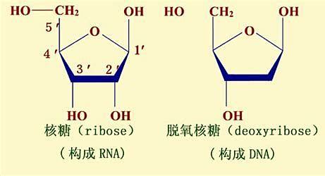 核糖脱氧核糖