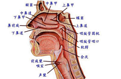 VirgooY采集到健康