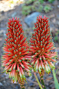 Aloe mutabilis (by flora-file)