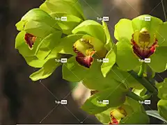 兰花 自然 花卉背景 美丽的花朵 花 绿色 花壁纸 万达花