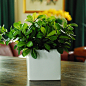 哈顿白瓷方缸花瓶+小毛杜鹃叶仿真植物