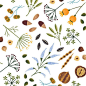 种子，坚果，秋季，插图，设计，打印，模式，水彩，绘图，鲜花，性质
