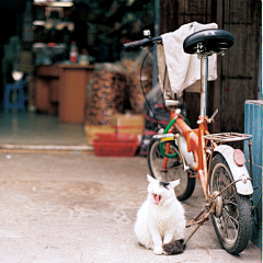 小小丘采集到猫咪收集