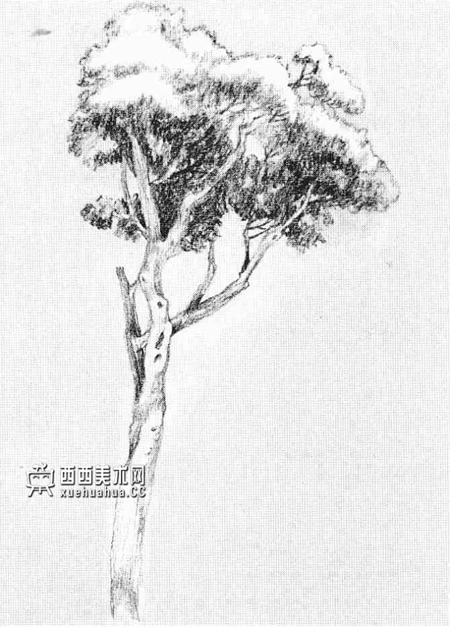 怎样画树？素描树的画法详解教程(22)-花瓣网