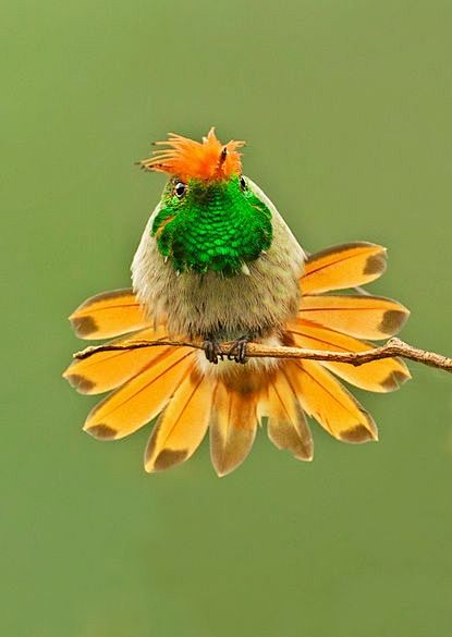 rufous-crested Coque...