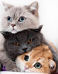 5 MUST-KNOW Multi-Cat Household Tips for Keeping the Peace