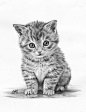 素描小萌猫 ​​​​
