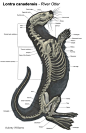 otter anatomy - Google Search: