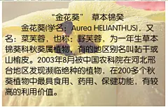 金花葵茶瓶装干花保健茶秋葵纯天然有机金花葵野芙蓉四季茶包邮-淘宝网