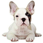 Fawn Pied French Bulldog Puppy@北坤人素材