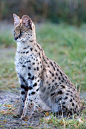 African Serval Wild Cat - Botswana
