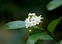 Ut1lVytz采集到花卉