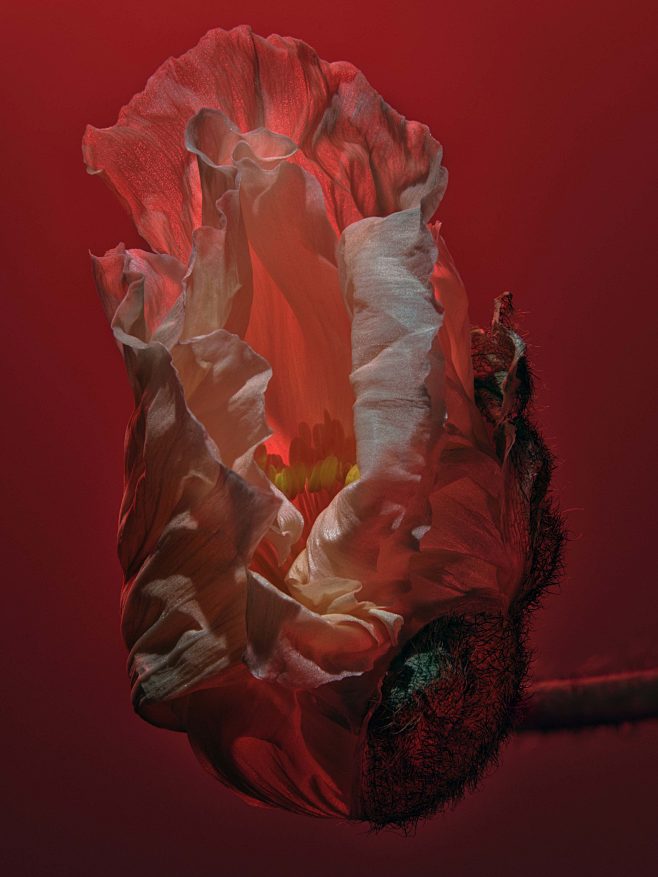 Poppies - Making Pic...