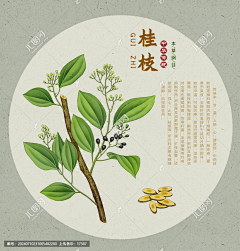 《手绘中草药》持续更新-花瓣网|陪你做生活的设计师 | 手绘桂枝