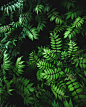 绿植背景；绿叶