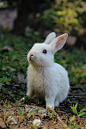 白兔`White Rabbit.