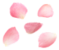花瓣5