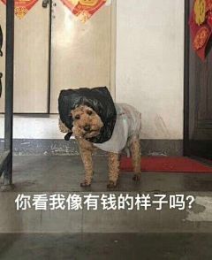 有哪些沙雕表情包？ - 知乎 : 关于保存动图：先点播放（？）再点开就可以保存了。实在保存不下来的小同学可以私信我，我私发给你呀∠(…