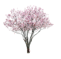 樱花 植物 绿化 丛林 树木 草 树 藤条 长树 合成素材 c4d PNG 热带雨林