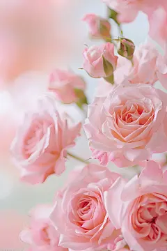 风很温柔，花很浪漫，我们从远方赶来，共赴一场玫瑰色。#玫瑰花 #粉色玫瑰 #治愈的颜色 #遇见美好 #今日限定浪漫 #美图分享 #送你好看的手机壁纸 #小红书自带滤镜 - 小红书