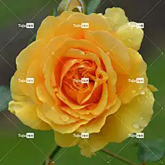 玫瑰 玫瑰花 花卉 花卉背景 花壁纸 性质 宏 美丽的花朵