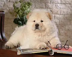 松狮犬高清壁纸桌面壁纸3