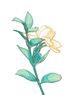 栀子花植物手绘  - 源文件下载【酷图网】栀子花,植物,花,手绘,栀子花手绘,插画,线描
