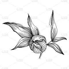 牡丹花植物植物牡丹。孤立的说明性元素。矢量手绘野花，用于背景、纹理、包装图案、框架或边框.