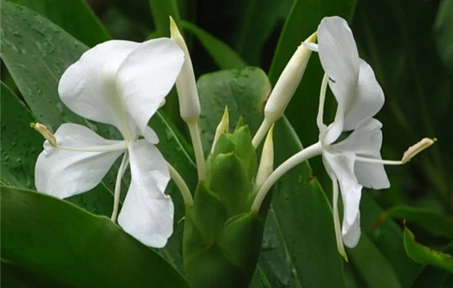 植物百科: 夜寒苏(姜花) : 姜花介绍...