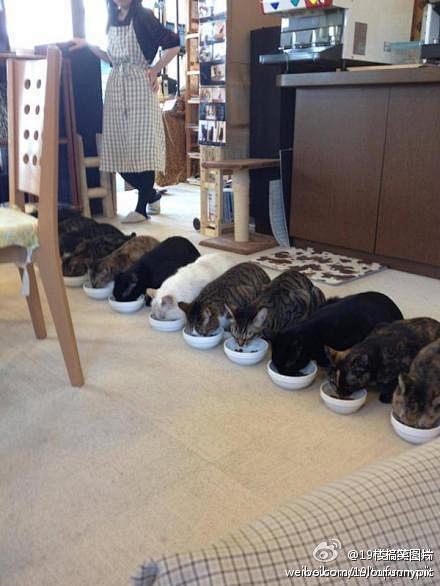 【吃饭时间卖萌】猫咪咖啡厅里，猫咪们的进...