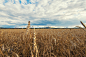 wheat field on sunset by Ruslan Olinchuk on 500px