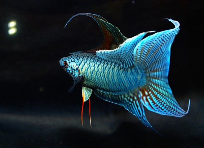 再发杂蓝狂热斗鱼中国斗鱼中国斗鱼论坛斗鱼图片paradisefish中国斗鱼