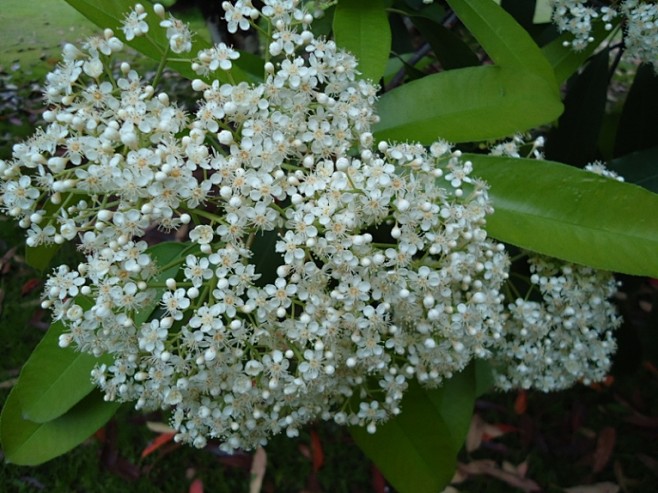石楠花