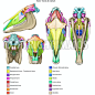 Horse - Bones of the cranium (Occipital bone, Temporal bone, Parietal bone...)